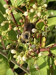 Bombus griseocollis
