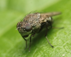 Paralimna punctipennis