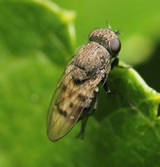 Paralimna punctipennis