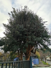 Luma apiculata