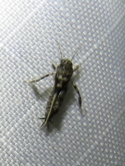 Tridactylidae