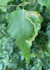 Agromyza alnibetulae