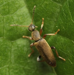 Macratria murina
