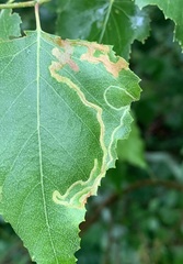Agromyza alnibetulae