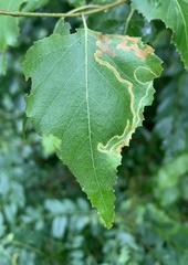 Agromyza alnibetulae
