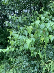Agromyza alnibetulae