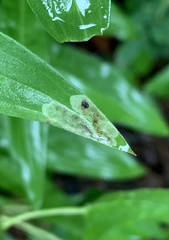 Calycomyza solidaginis
