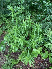 Calycomyza solidaginis