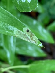 Calycomyza solidaginis