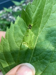 Leucospilapteryx venustella