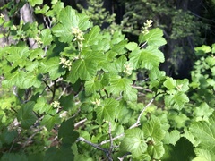 Ribes wolfii