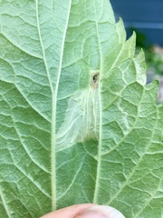 Leucospilapteryx venustella