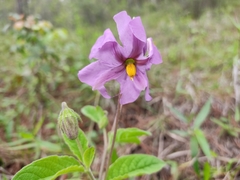 Lycianthes moziniana