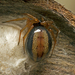 Superb Ant-eater Spider - Photo (c) tjeales, some rights reserved (CC BY-SA), uploaded by tjeales