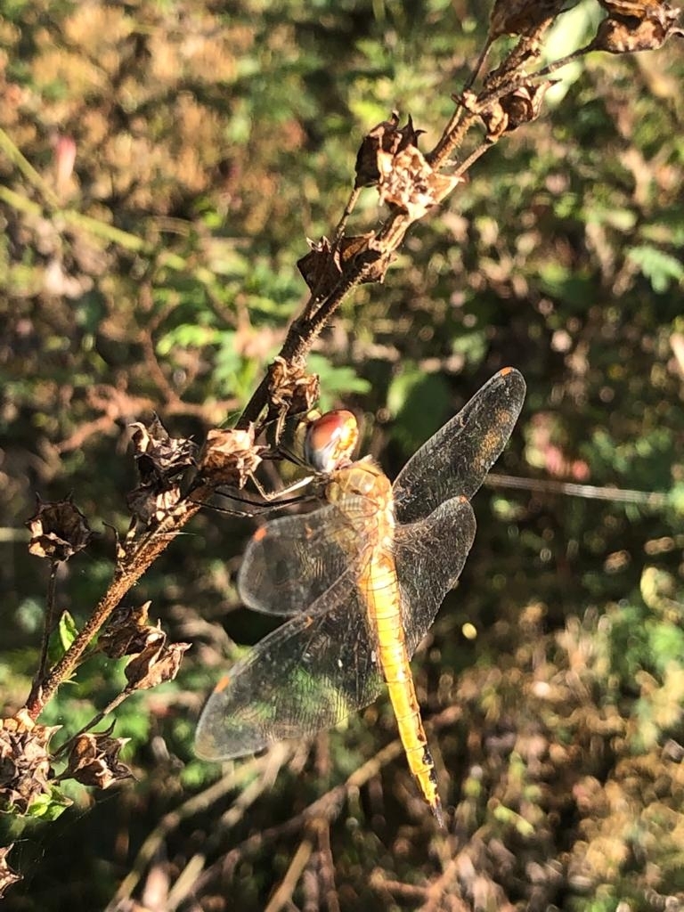 Pantala image