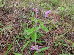 Lycianthes moziniana