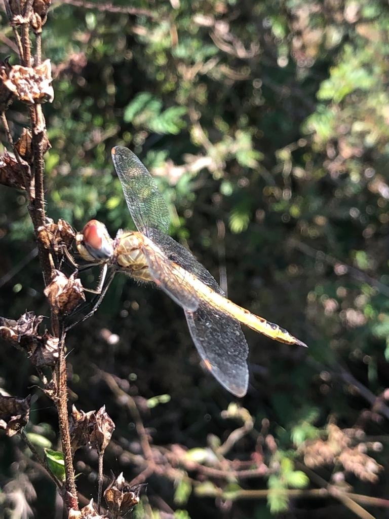 Libellulidae image