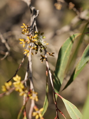 Eucalyptus umbra