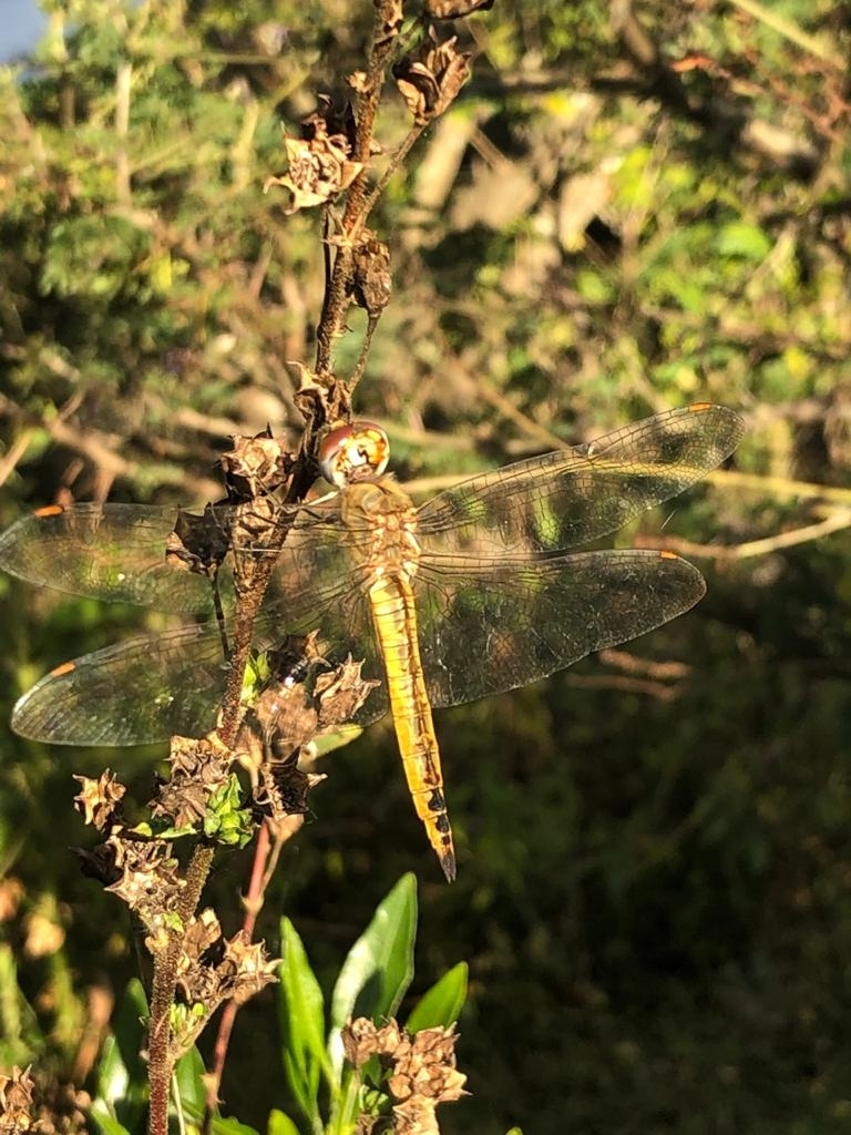Pantala flavescens image