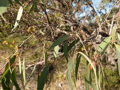 Eucalyptus umbra