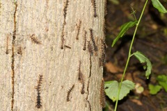 Entomophaga maimaiga