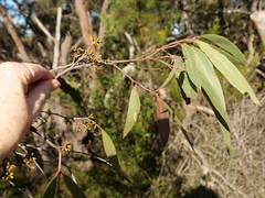 Eucalyptus umbra
