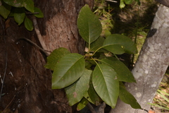 Lophostemoneae
