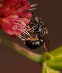 Megachilidae