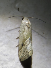 Micrathetis tecnion