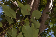 Lophostemoneae