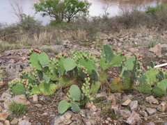 Opuntia dulcis