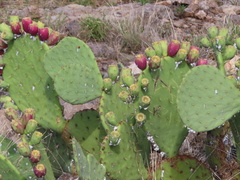 Opuntia dulcis