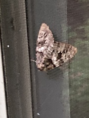 Catocala piatrix