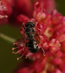 Megachilidae