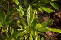 Helicia australasica