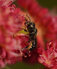 Megachilidae