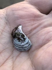 Dreissena polymorpha