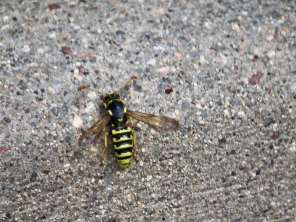 Pseudomasaris vespoides