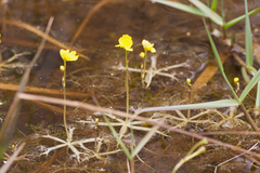 Utricularia radiata