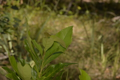 Helicia australasica