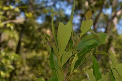 Helicia australasica