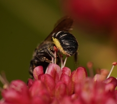 Megachilidae