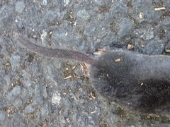 Shrew-Mole photo 3