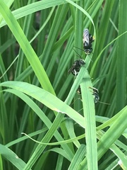 Melissodes bimaculatus