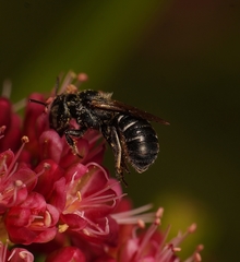 Megachilidae