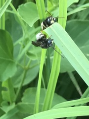 Melissodes bimaculatus