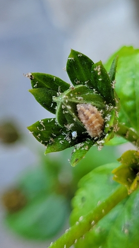 photo of Mealybugs (Pseudococcidae)