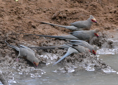 Urocolius indicus transvaalensis