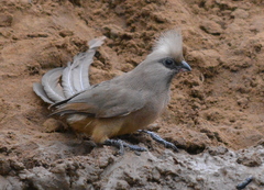 Colius striatus minor