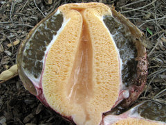 Phallus aurantiacus